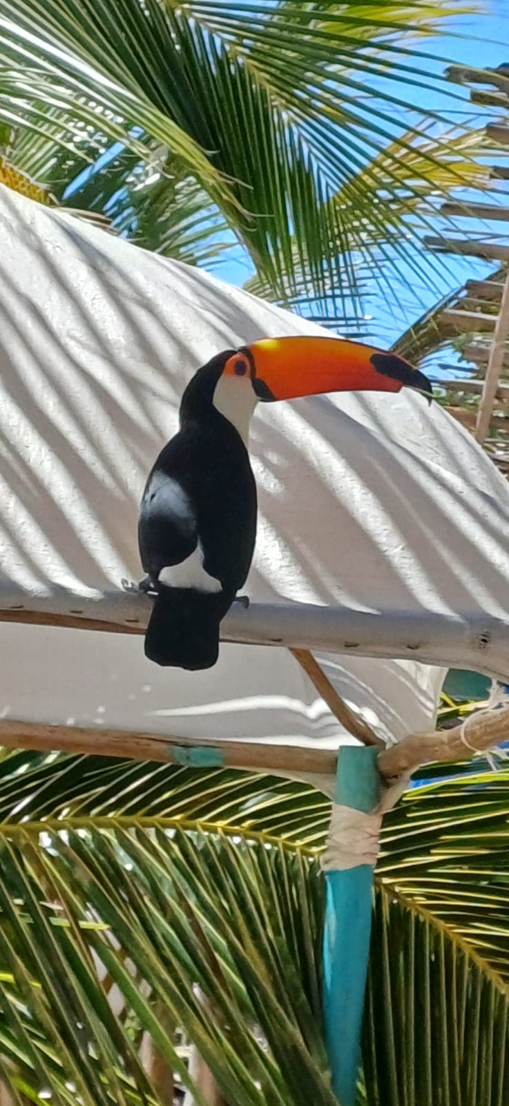 Observacao de aves | leitura de habitat